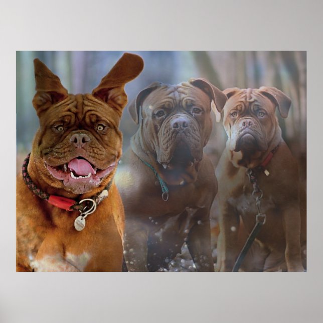 Póster Mastiff Plus (Frente)
