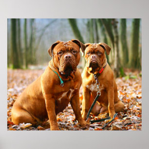 Póster Mastiff Plus