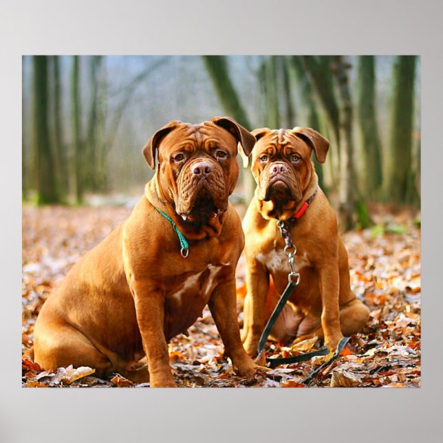 Póster Mastiff Plus (Frente)