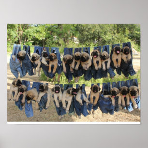 Póster Mastiff Puppy Poster