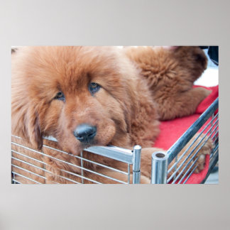 Póster Mastiff tibetano rojo
