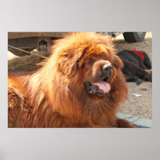 Póster Mastiff tibetano rojo