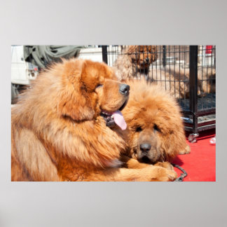 Póster Mastiff tibetano rojo