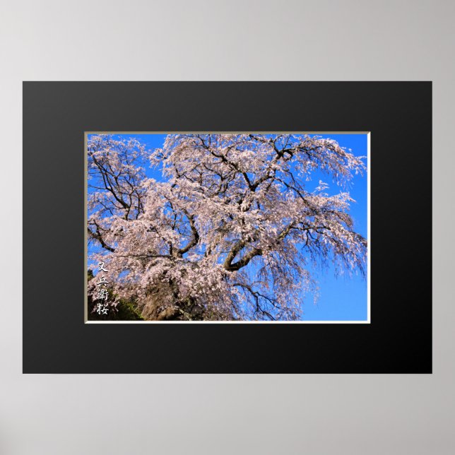 Póster Matabei-Zakura: Llorando cerezo (Frente)