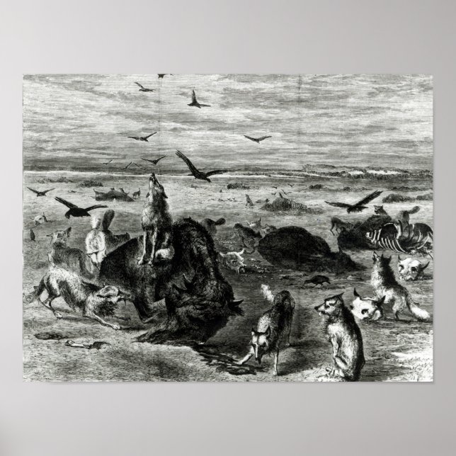 Póster Matanza de búfalos en las llanuras (Frente)