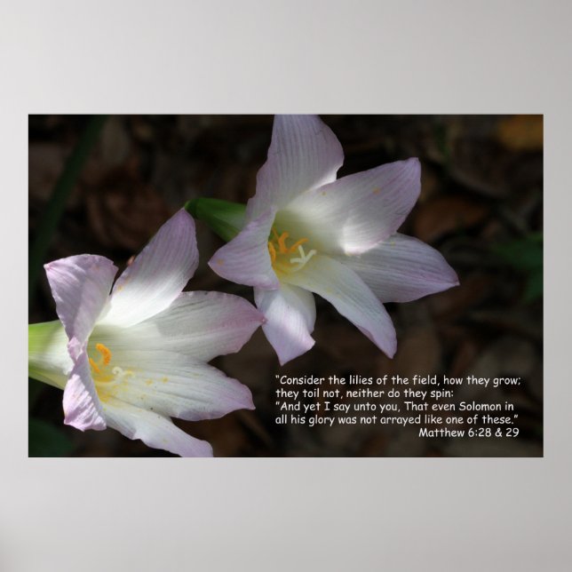 Póster Mateo 6:28 y 29 Poster de guiones (Frente)