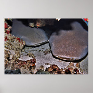 Póster Materia de tiburones gemelos Tawny