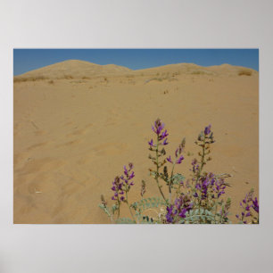 Póster Mato de Índigo de Mojave y Dunas de Kelso