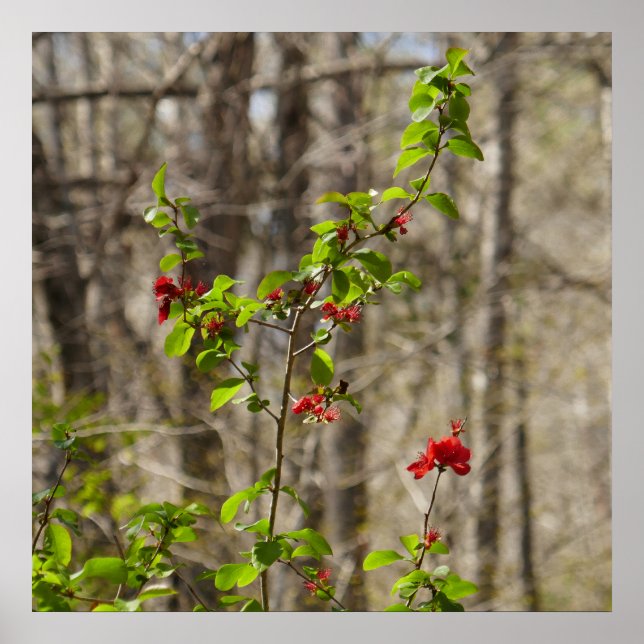 Póster Matorral de Azalea Salvaje en Smoky Mountains (Frente)