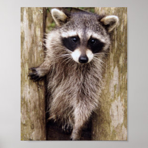 Póster Matte Poster de raccoon