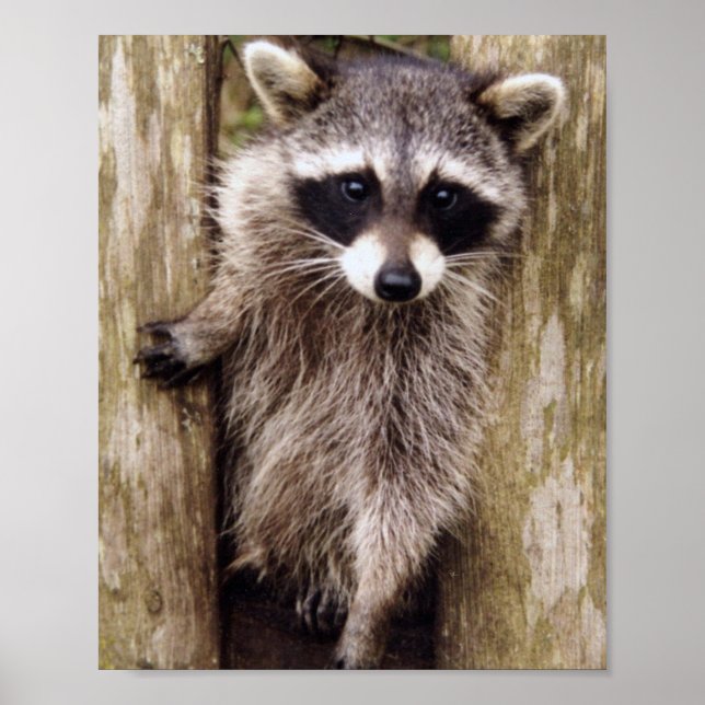 Póster Matte Poster de raccoon (Frente)