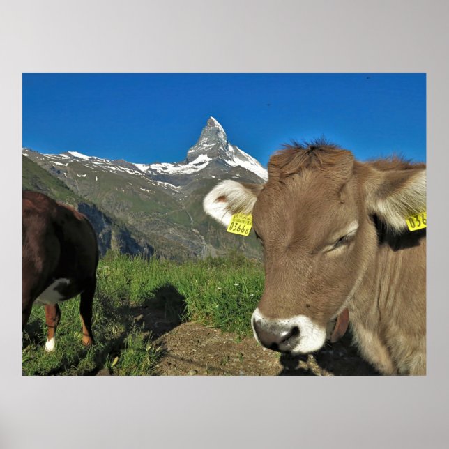 Póster Matterhorn y vaca (Frente)