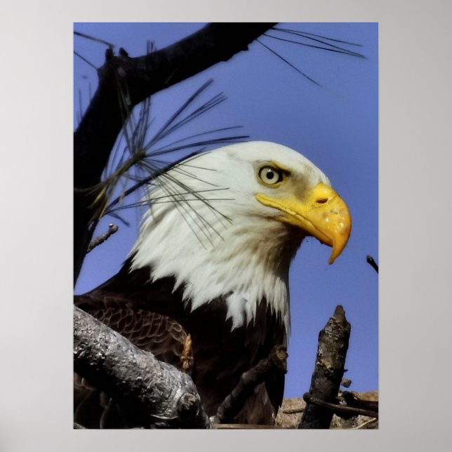 Póster Mature Malé Calvo Águila Cierre Cabeza Disparo (Frente)