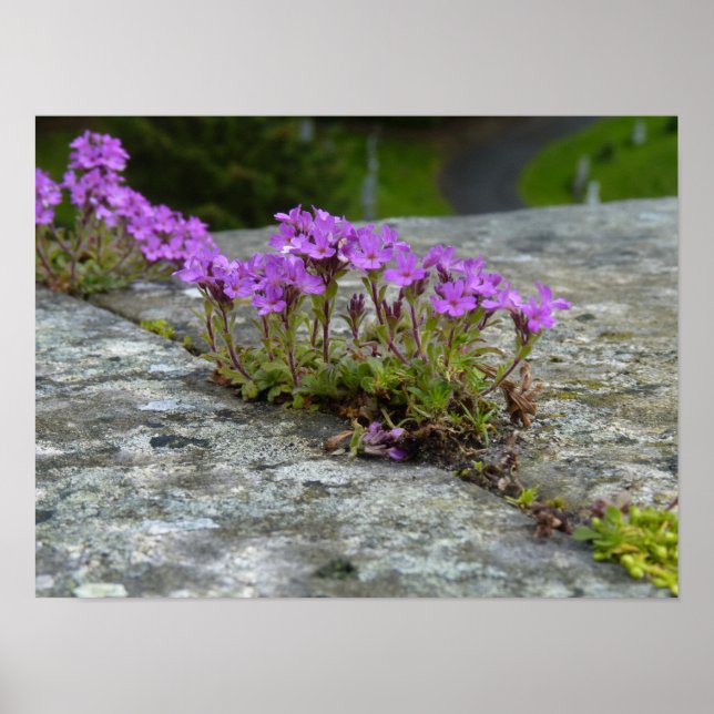 Póster Mauerblümchen: la floración de lila Blüten entre r (Frente)