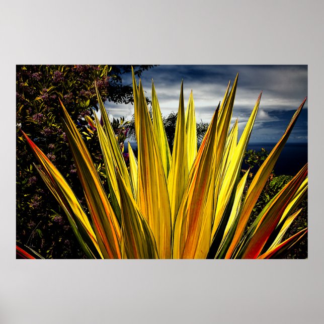 Póster Maui Gold - Hawaii (Frente)