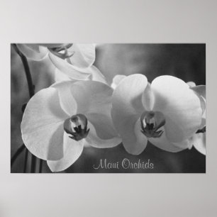 Póster Maui Orchids