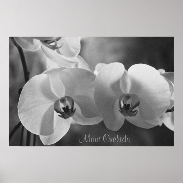 Póster Maui Orchids (Frente)