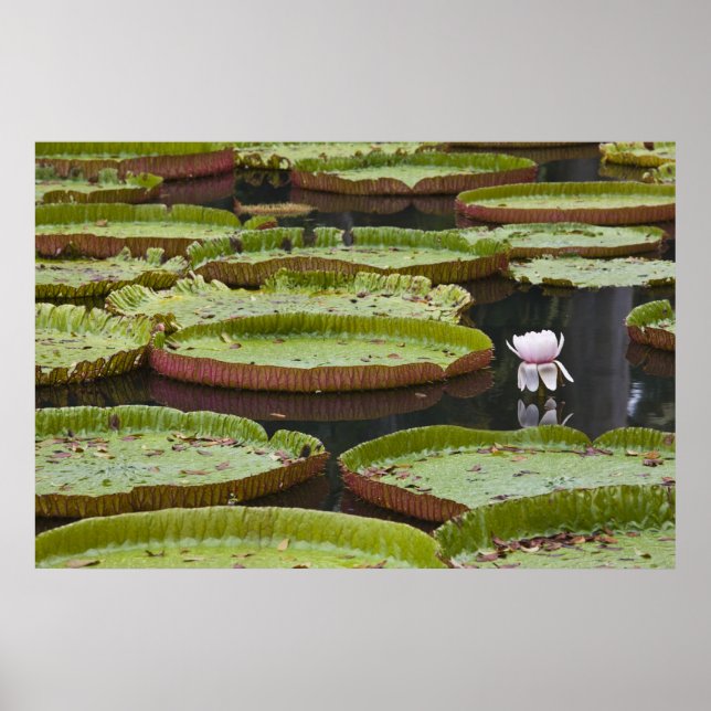 Póster Mauricio, Pamplemousses, SSR Botánico (Frente)