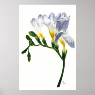 Póster Mauve Freesias Print