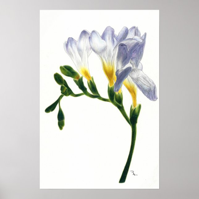 Póster Mauve Freesias Print (Frente)