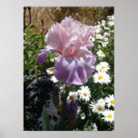 Póster Mauve Pink Iris Floral Flowers Photo Poster<br><div class="desc">Mauve Pink Iris Photo Art floral Watercolor Poster. A glorious poster to compliment any decor. Designed from my original watercolor paintings,  that I painted from my own flower garden.</div>