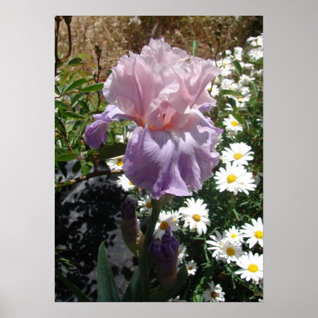 Póster Mauve Pink Iris Floral Flowers Photo Poster (Frente)