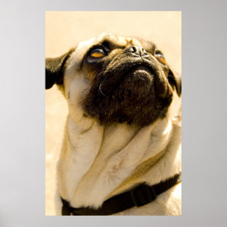 Póster Max the Pug