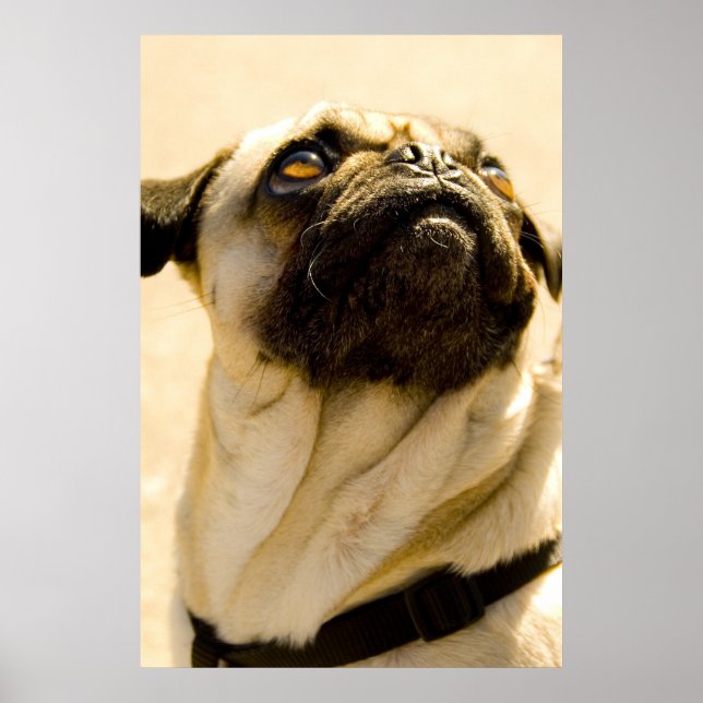 Póster Max the Pug (Frente)