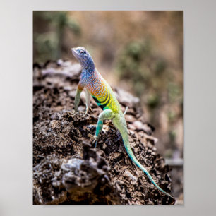 Póster Mayor lagarto sin tierra