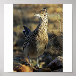 Póster Mayor Roadrunner