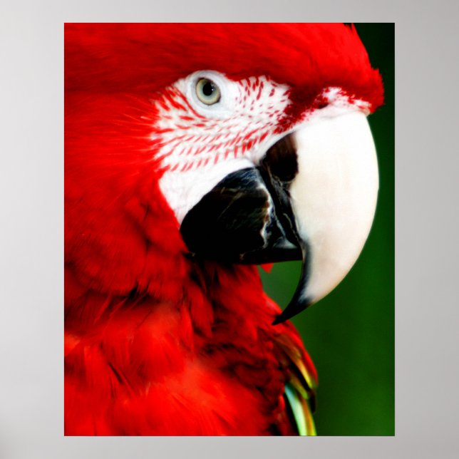 Póster Mc Caw Poster (Frente)