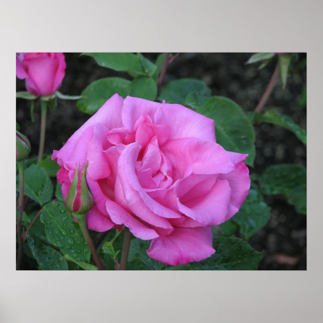 Póster McCartney Rosa de té híbrido 168 (Frente)