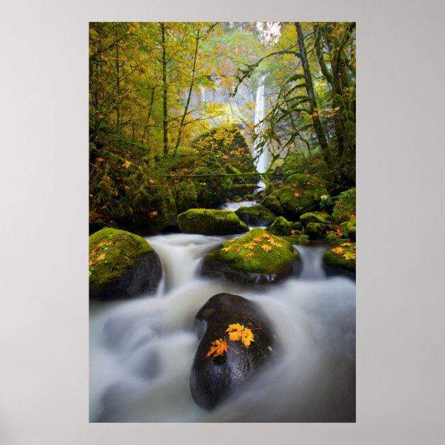 Póster McCord Creek Bigleaf Maple | Columbia Gorge, OR (Frente)