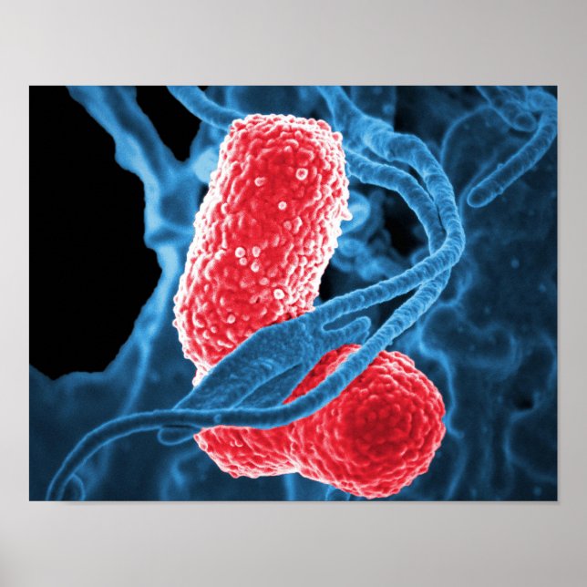 Póster (MDR) Klebsiella pneumoniae biología artística abs (Frente)