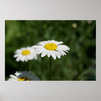 Póster Me Ama A Mí No A 36 x 24 Poster