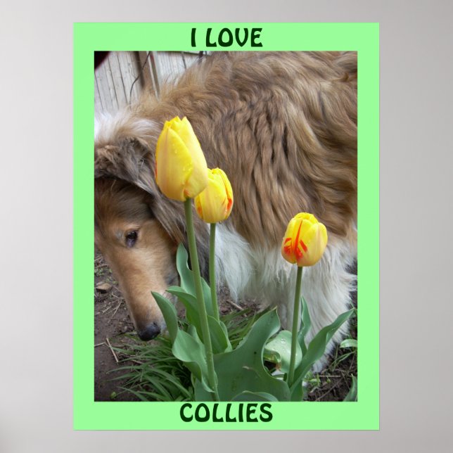 PÓSTER ME ENCANTA EL POSTER COLLIES (Frente)