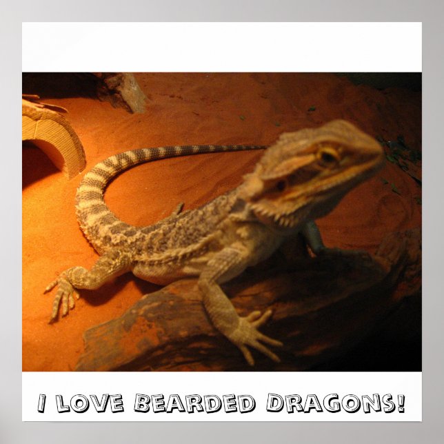 Póster ¡Me encantan los dragones con barba! (Frente)