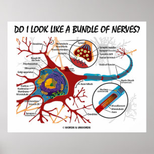 Póster ¿Me Parezco A Un Montón De Nervios? Sinapsis neuro