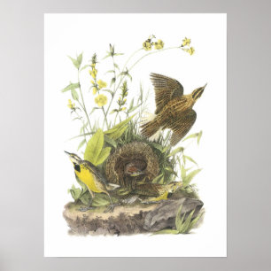 Póster Meadowlark oriental por Audubon