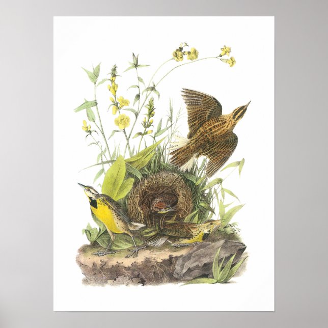Póster Meadowlark oriental por Audubon (Frente)