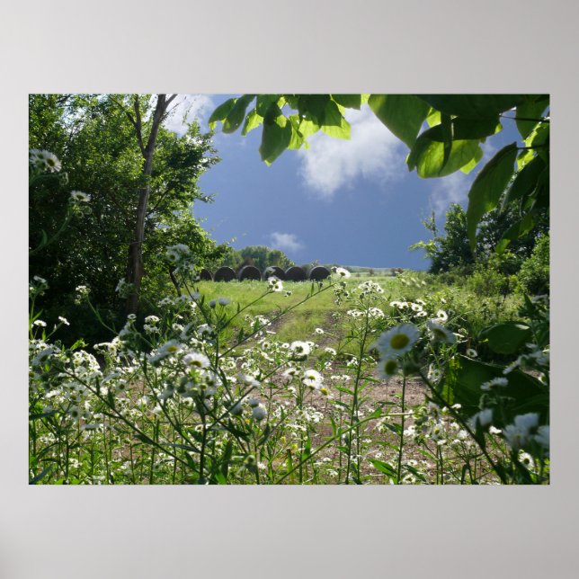 Póster Meadows de Kansas y Flores Silvestres (Frente)