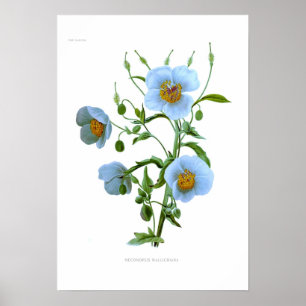 Póster Meconopsis wallichiana (M wallichii)