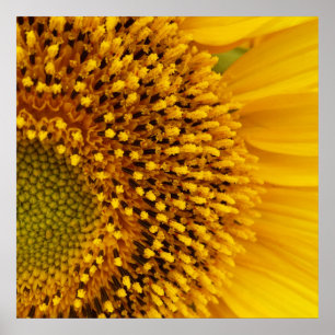 Póster medio círculo