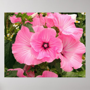 Póster Mediterranean Annual Mallow flower. Lavatera