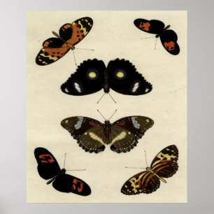 Póster Medley mariposa colorida sobre fondo crema