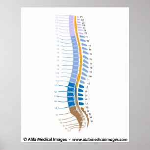 Póster Médula espinal y nervios espinales, dibujo médico.