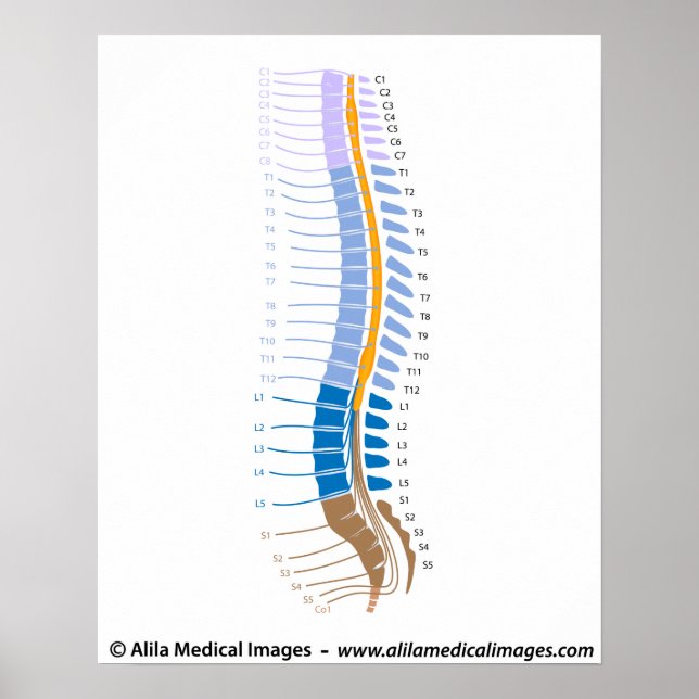 Póster Médula espinal y nervios espinales, dibujo médico. (Frente)