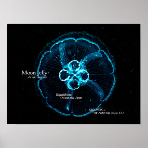 Póster Medusa Luna en Espacio Subacuático
