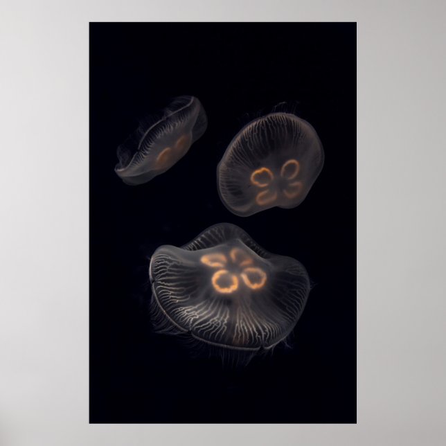 Póster Medusa Luna Natando (Frente)