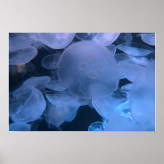 Póster Medusas a la deriva - Aquarium of the Pacific